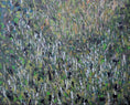 Bild in Galerie-Betrachter laden, Flowering Blady Grass
